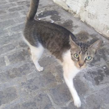Nubia Bild von Nubia