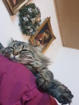 Savannah Bild von Savannah