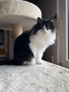 Layla Bild von Layla