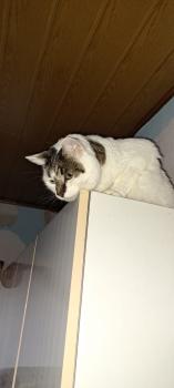 Ruffy Bild von Ruffy