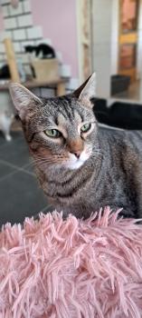 Pitufo Bild von Pitufo
