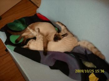 Bild von Sammy