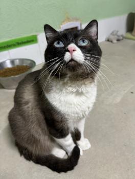 Bandit Bild von Bandit