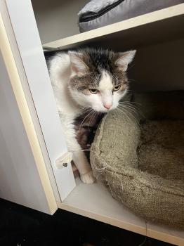 Nala Bild von Nala