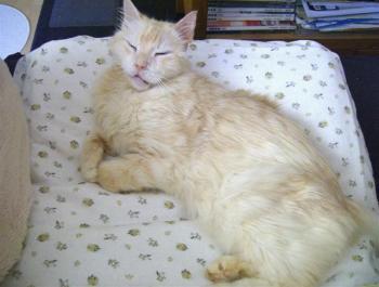 Pharo Bild von Bonbon