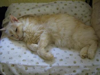Pharo Bild von Bonbon