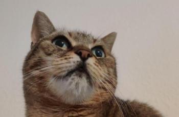 Pomela Bild von Pomela