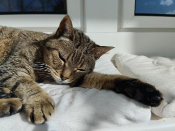 Pomela Bild von Pomela
