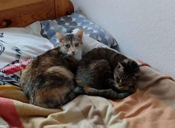 Pomela Bild von Pomela