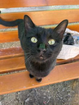 Romeo Bild von Romeo