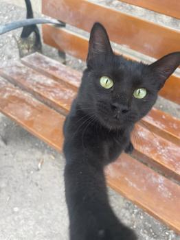 Romeo Bild von Romeo