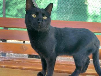 Romeo Bild von Romeo