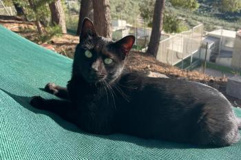 Romeo Bild von Romeo