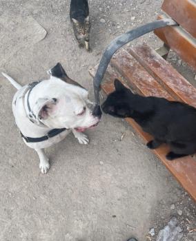 Romeo Bild von Romeo