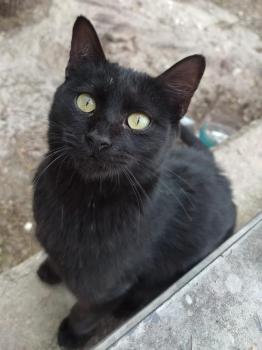 Romeo Bild von Romeo