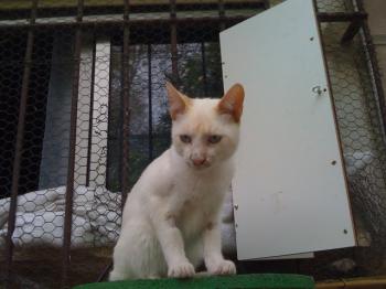 Tango Bild von Tango