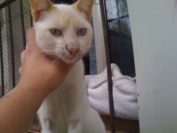 Tango Bild von Tango