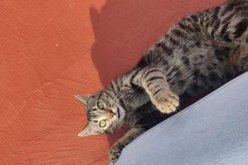 Timon Bild von Timon