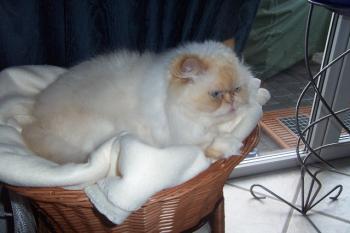 Aslan Bild von Aslan