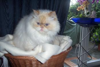 Aslan Bild von Aslan