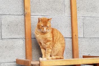 Aslan Bild von Aslan