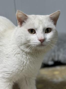Bild von Snow