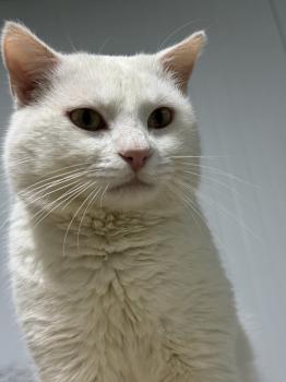 Bild von Snow