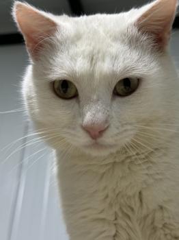 Bild von Snow