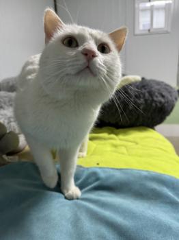 Bild von Snow