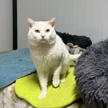 Bild von Snow