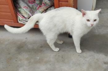 Bild von Snow
