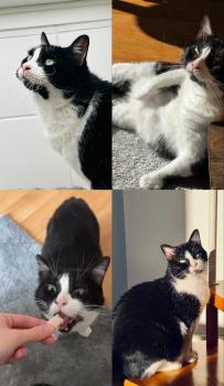 Cesar Bild von Cesar
