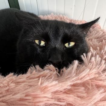 Carbon Bild von Carbon