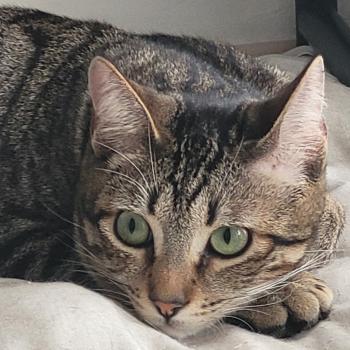 Flip Bild von Flip