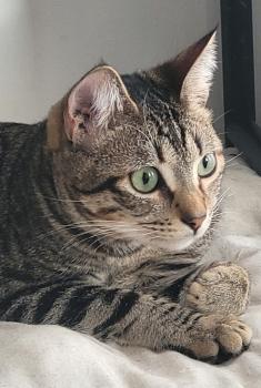 Flip Bild von Flip