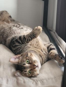 Flip Bild von Flip