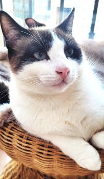 Cotton Bild von Cotton
