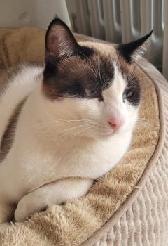 Cotton Bild von Cotton