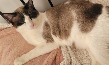 Cotton Bild von Cotton