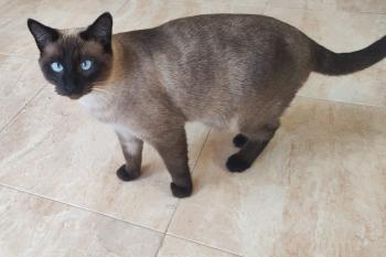 Bild von Kuro