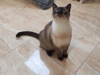 Bild von Kuro