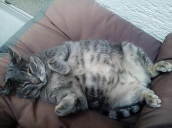 Cuco Bild von Cuco