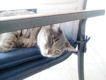 Cuco Bild von Cuco
