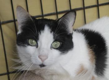 Rasputina Bild von Rasputina