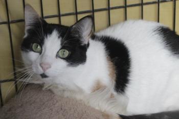 Rasputina Bild von Rasputina
