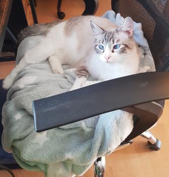 Coco Bild von Coco