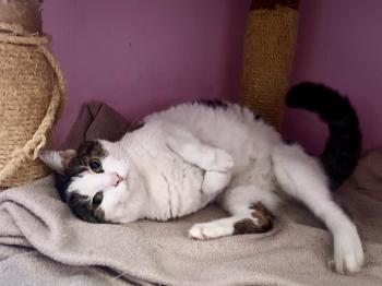 Nala Bild von Nala