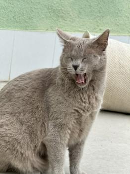 Tess Bild von Tess