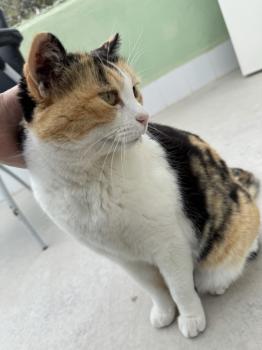Rosalba Bild von Rosalba