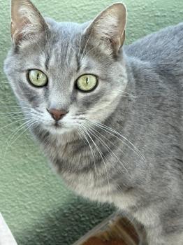 Bluey Bild von Bluey